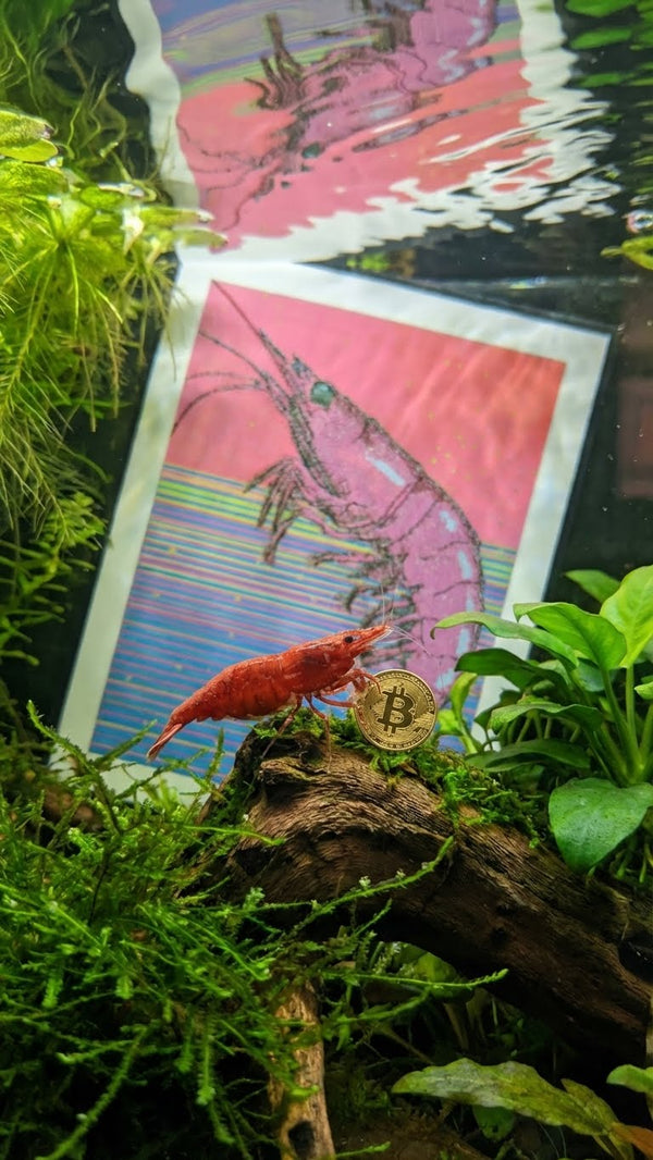 Pink and blue shrimp pen plotter art in a planted aquarium with live cherry shrimp and Bitcoin coin — generative artwork meets aquascaping and crypto culture.